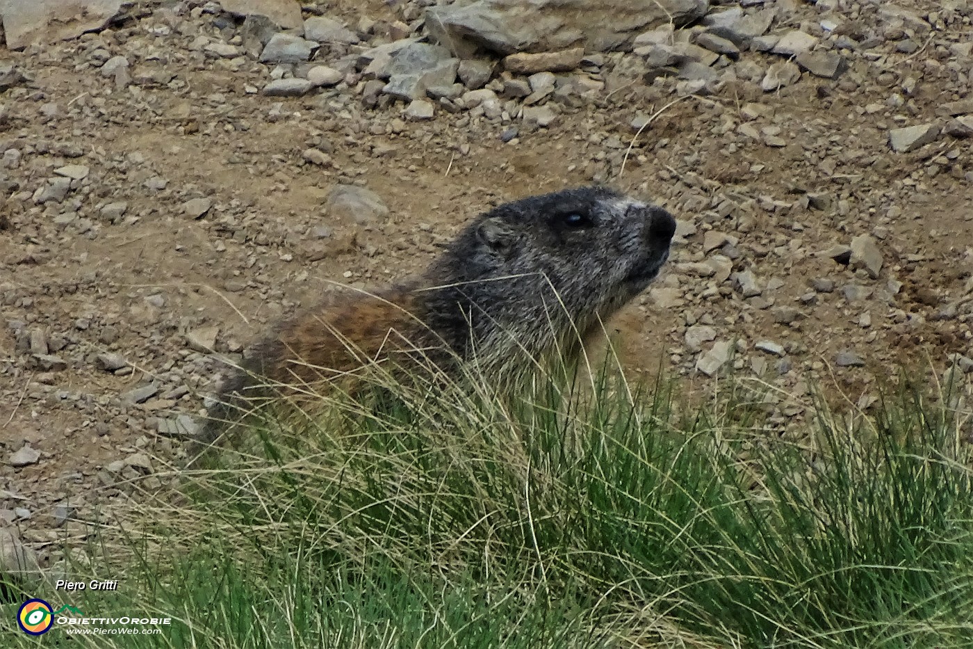 54 Zoom su marmotta in sentinella....JPG